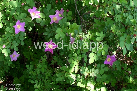 rose, prairie wild